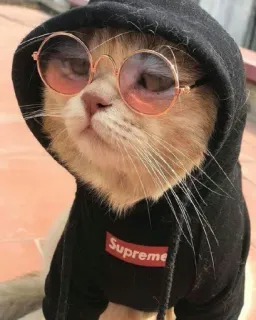😒 Supreme gato, gafas de sol, sudadera con capucha, Supreme, mascota, animal telegram sticker