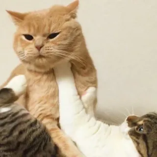 🤍 gatti, lotta, animali, animali domestici, aggressività telegram sticker