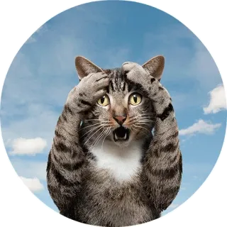 😟 chat, choqué, effrayé, animal, ciel telegram sticker