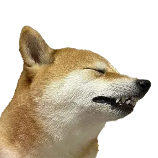 😾 doge, shiba inu, dog, meme, angry, animal telegram sticker