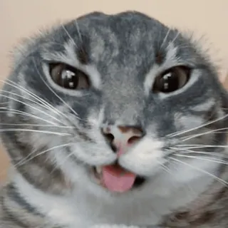 😈 blep cat cat, blep, funny cat, meme cat, tongue out, silly cat, cute cat telegram sticker
