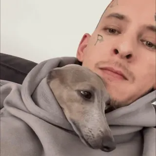 😊 uomo, cane, levriero, tatuaggio, ritratto telegram sticker