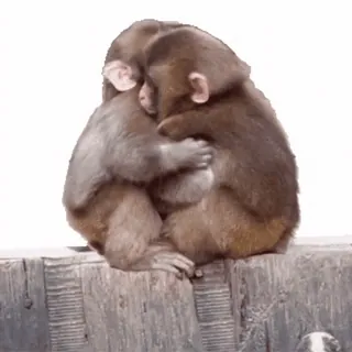 🤣 I ALWAYS FEEL LIKE SOMEBODY'S WATCHING ME monkeys, hugging, animals, watching, funny, cute, lyrics telegram sticker