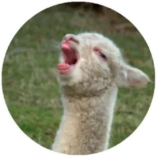 😱 lamb, animal, cute, meme, funny, yawning whatsapp sticker
