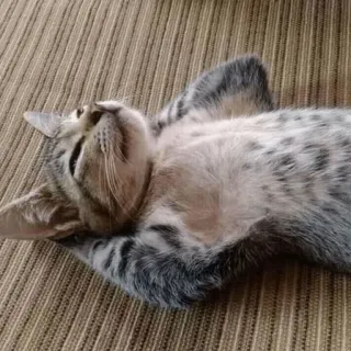 🐈 แมว, สัตว์, ลูกแมว, สัตว์เลี้ยง, น่ารัก, สัตว์เลี้ยง, สัตว์ตระกูลแมว telegram sticker