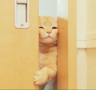 ⚡️ gato, lindo, animal, mascota, puerta, dormilón telegram sticker