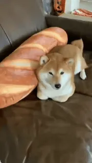 😁 犬, 柴犬, パン, 動物, ペット, ソファー telegram sticker