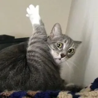 🍗 猫, 中指, 失礼, 面白い, 動物, ペット, ジェスチャー telegram sticker