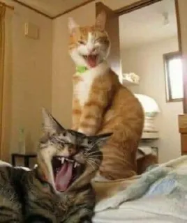 🎃 gato, bocejo, gatos, animais, animais de estimação, engraçado whatsapp sticker