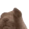 🐰