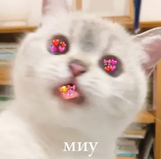 ❤ миу 猫, 可愛い, ハート, 動物, ミーム telegram sticker