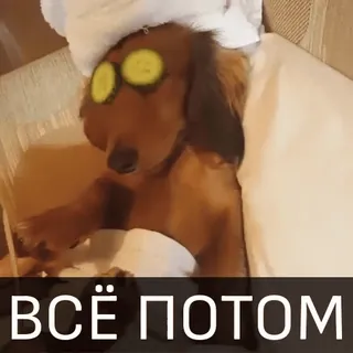 🙄 ВСЁ ПОТОМ cane, spa, cetriolo, relax, animale domestico telegram sticker