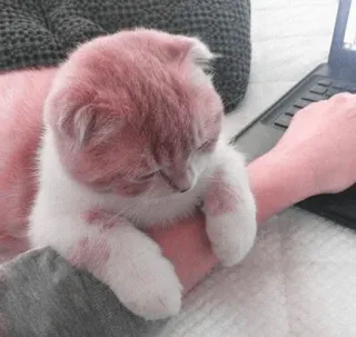 ☁️ cat, animal, laptop, domestic cat, pet, computer, cute telegram sticker