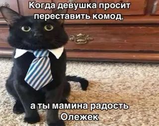 🤩 Когда девушка просит переставить комод, а ты мамина радость Олежек kucing, meme, lucu, binatang, setelan, dasi, kebahagiaan ibu, lemari telegram sticker