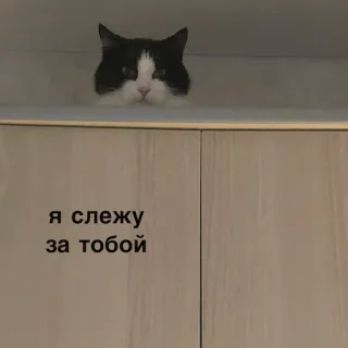 👁 Я слежу за тобой แมว, รัสเซีย, สติกเกอร์, สัตว์, น่ารัก, มีม telegram sticker