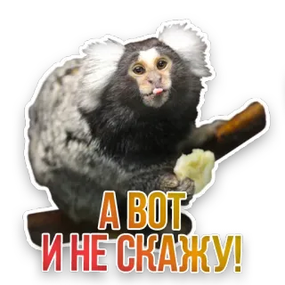 🙊 А ВОТ И НЕ СКАЖУ! monkey, meme, animals, funny telegram sticker