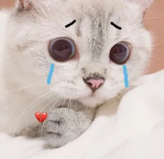 🥺 gato, triste, chorando, fofo, coração, kawaii telegram sticker
