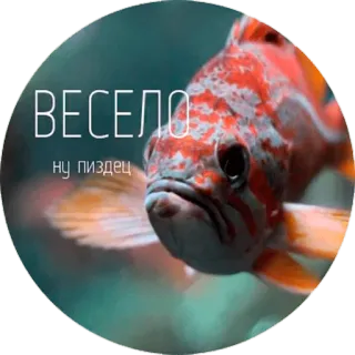 😐 ВЕСЕЛО
ну пиздец peixe, laranja, azul, texto, russo, adesivo telegram sticker