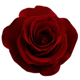 🌹 rote Rose, Blume, Liebe, Romantik, Valentinstag, Blütenblatt whatsapp sticker