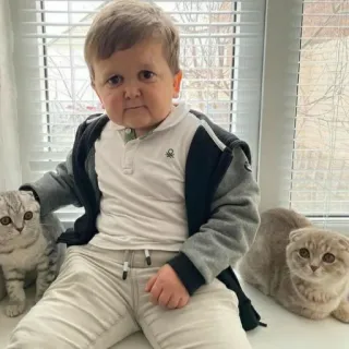 😅 Hasbulla Magomedov Hasbulla, Magomedov, cat, portrait, cute, meme telegram sticker