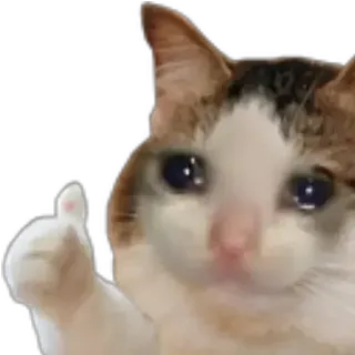 👍 猫, 点赞, 批准, 可爱, 宠物, 动物 whatsapp sticker