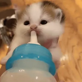 😗 子猫, 赤ちゃん動物, ペット, かわいい, 食事, ペット, 動物 whatsapp sticker