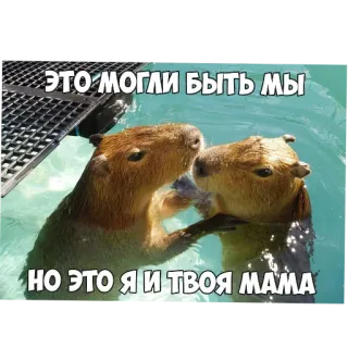 ❤ ЭТО МОГЛИ БЫТЬ МЫ НО ЭТО Я И ТВОЯ МАМА capybara, animaux, drôle, mème whatsapp sticker
