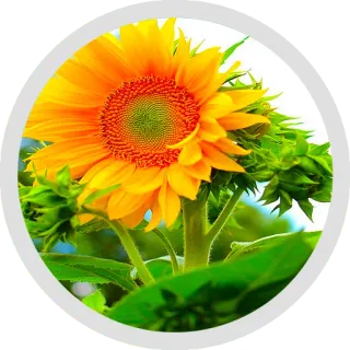 🌼 Sonnenblume, Blume, Natur, Gelb, Pflanze, Blüte, Blumenmuster, Sonne, Garten whatsapp sticker