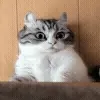 😺