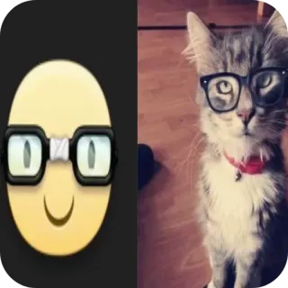 👍 chat, emoji, lunettes, animal de compagnie, animal, drôle telegram sticker