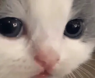 🌟 cat, kitten, animal, pet, cute, eyes telegram sticker
