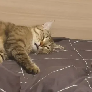 🥱 кот, спящий, животное, домашнее животное, домашний кот, кошачий, полосатый telegram sticker