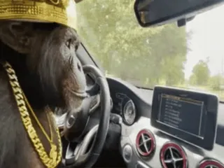 😎 scimmia, scimmia antropomorfa, animale, auto, guida, oro, gioielli telegram sticker