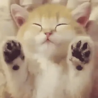 😴 Katze, Kätzchen, süß, schlafend, Tier, Haustier whatsapp sticker