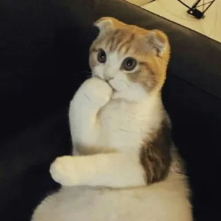 ⚡️ gato, lindo, mascota, animal, pensando telegram sticker