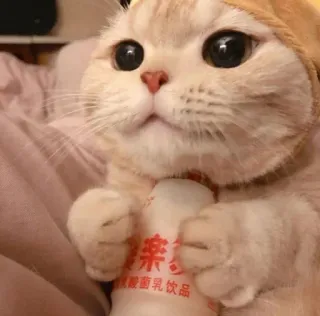 😻 樂樂酸酸乳飲品 gato, fofo, animal, animal de estimação, bebida, bebida telegram sticker