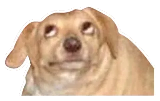 🙄 pies, zwierzę, zwierzak, słodki, mem, śmieszne whatsapp sticker