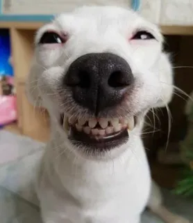 😆 Hund, Grinsen, Zähne, Tier, Haustier telegram sticker