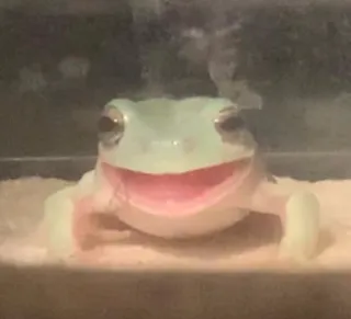 😮 grenouille, animal, reptile, joyeux, mignon whatsapp sticker
