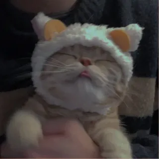 💗 kat, kitten, dier, huisdier, schattig, hoed, grappig telegram sticker