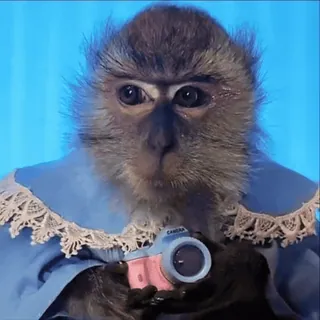 😎 monkey, animal, cute, camera, blue dress, photography telegram sticker