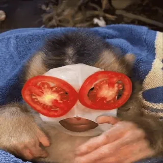 🍅 monkey, animal, facial, tomato, spa, beauty, relaxing whatsapp sticker