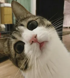 🤔 gato, animal, animal de estimação, fofo, doméstico, olhos whatsapp sticker