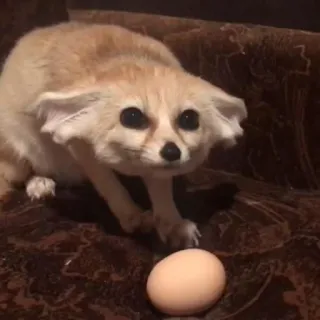 🦊 fennec fox whatsapp sticker