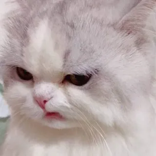 😖 chat, grincheux, animal, mème, animal de compagnie, chat domestique whatsapp sticker