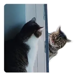🤨 chats, animaux, animaux de compagnie, félin, animaux domestiques, mèmes de chats telegram sticker