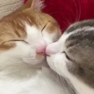 😘 猫, 猫, キス, かわいい, 動物, ペット, 愛情 telegram sticker