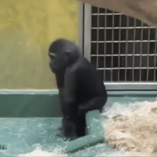 🕺 gorilla, animal, zoo, ape, wildlife, primate telegram sticker