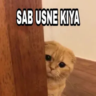 🍁 SAB USNE KIYA Katze, lustig, Meme, Haustier, verstecken telegram sticker