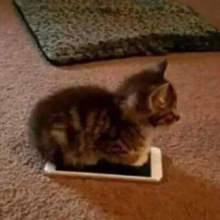😾 猫, 子猫, 電話, 動物, ペット, 可愛い, 家畜 telegram sticker